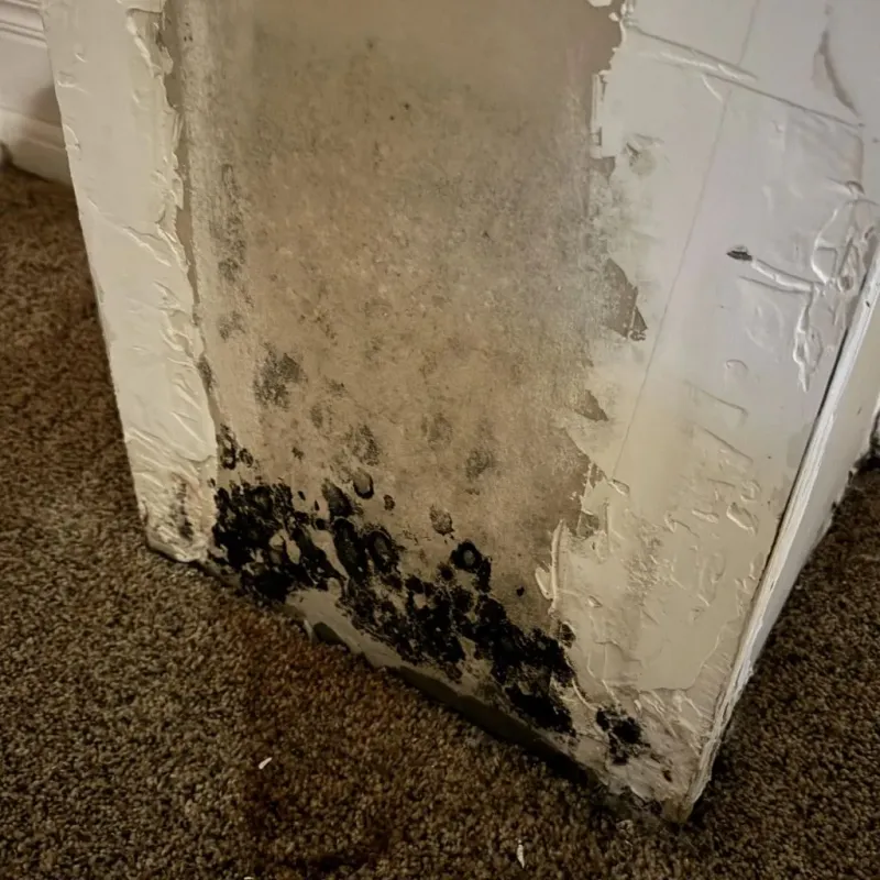 Professional Mold Removal in Dentsville, SC